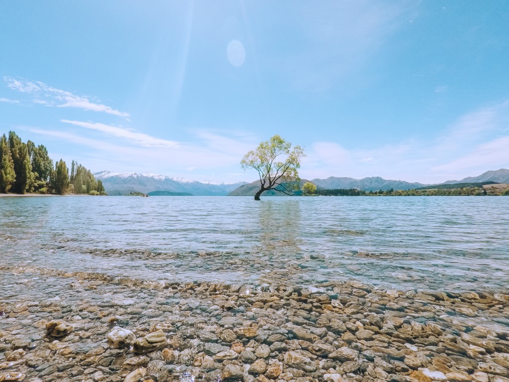 a tree out of place in the middle of the lake